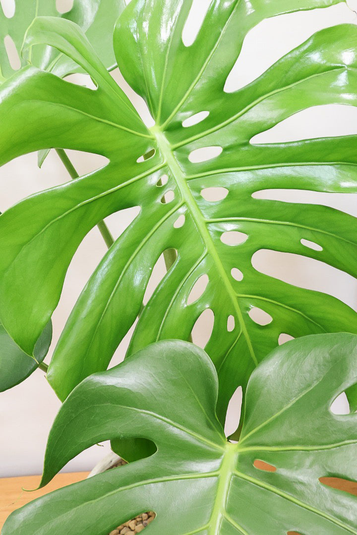 【モンステラ】このサイズは久々です。葉数も多いし何と言っても切れ込みが凄くきれいです！