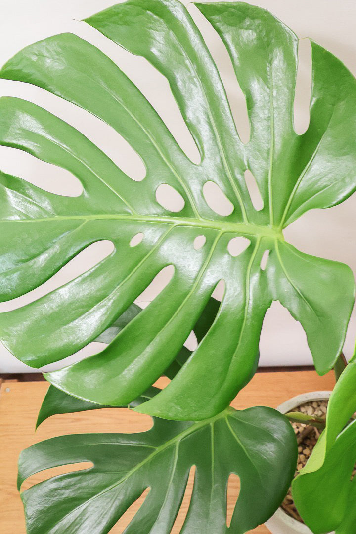 【モンステラ】このサイズは久々です。葉数も多いし何と言っても切れ込みが凄くきれいです！