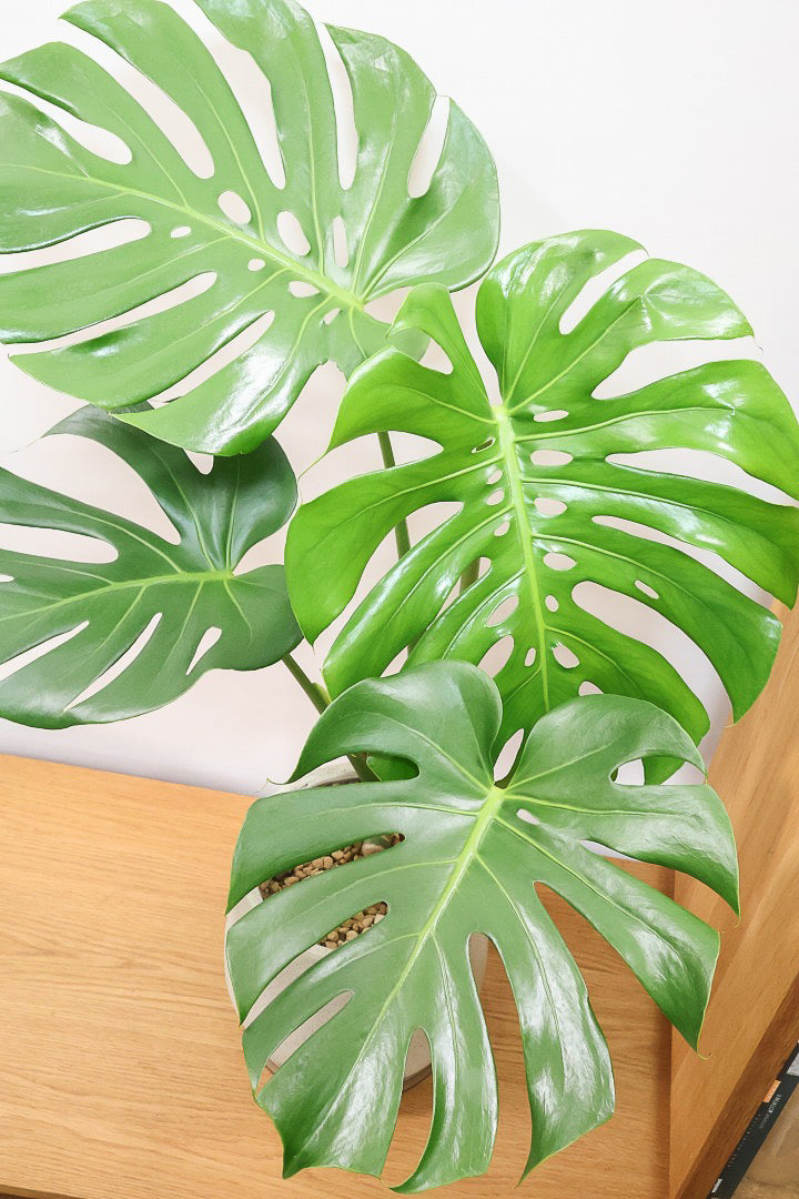 【モンステラ】このサイズは久々です。葉数も多いし何と言っても切れ込みが凄くきれいです！