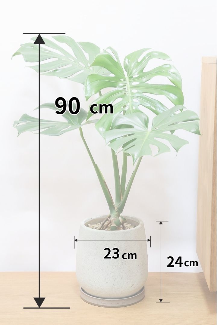 【モンステラ】このサイズは久々です。葉数も多いし何と言っても切れ込みが凄くきれいです！