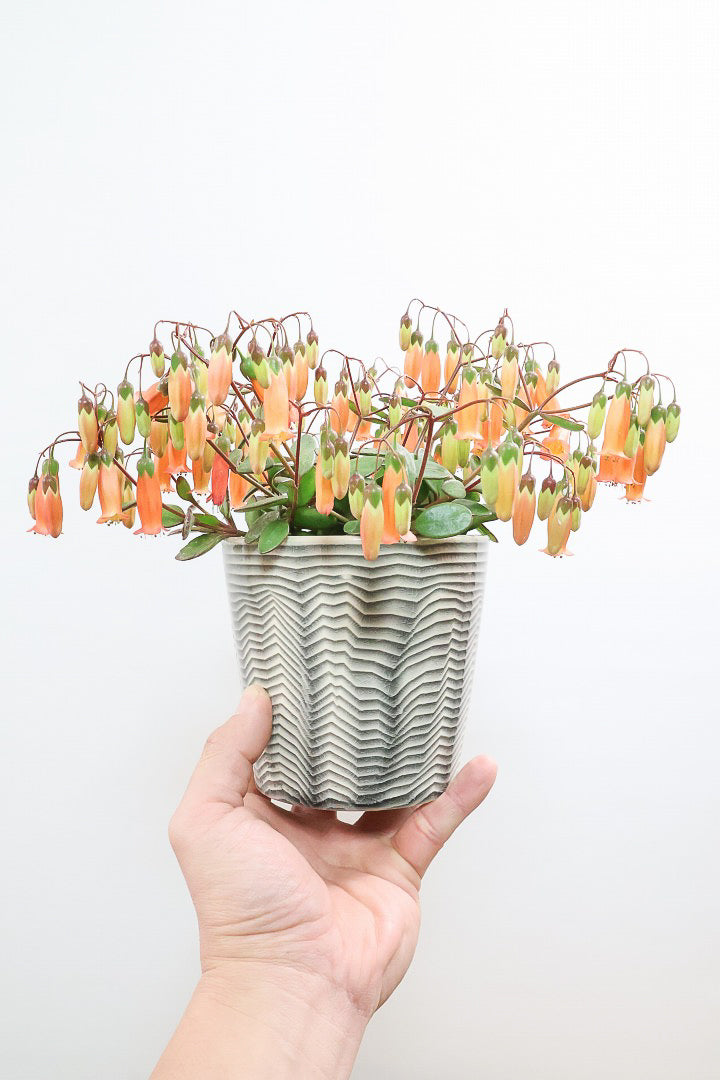 【カランコエ テッサ】APEGO初入荷！ランプ風のお花がかわいい♪オレンジとグリーンのコントラストもかわいすぎます！