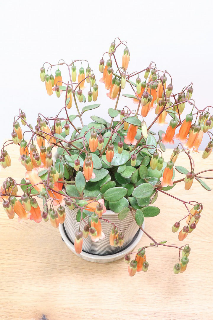 【カランコエ テッサ】APEGO初入荷！ランプ風のお花がかわいい♪オレンジとグリーンのコントラストもかわいすぎます！