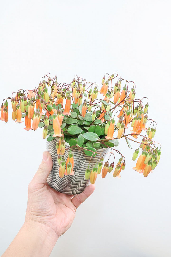 【カランコエ テッサ】APEGO初入荷！ランプ風のお花がかわいい♪オレンジとグリーンのコントラストもかわいすぎます！