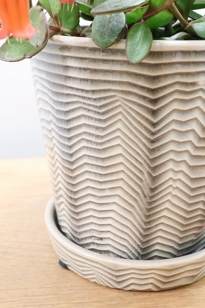 【カランコエ テッサ】APEGO初入荷！ランプ風のお花がかわいい♪オレンジとグリーンのコントラストもかわいすぎます！