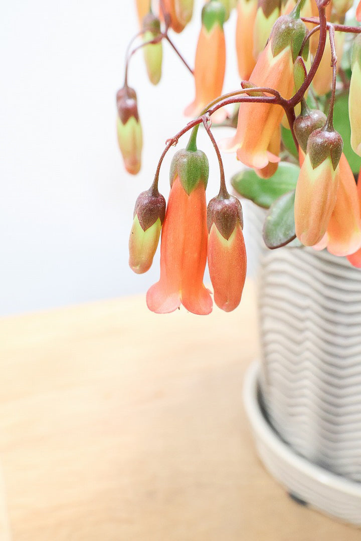 【カランコエ テッサ】APEGO初入荷！ランプ風のお花がかわいい♪オレンジとグリーンのコントラストもかわいすぎます！