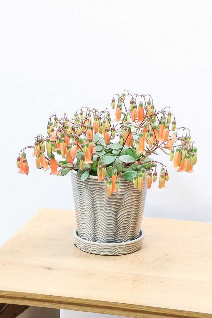 【カランコエ テッサ】APEGO初入荷！ランプ風のお花がかわいい♪オレンジとグリーンのコントラストもかわいすぎます！