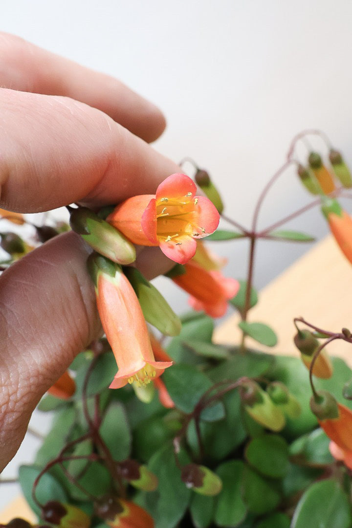 【カランコエ テッサ】APEGO初入荷！ランプ風のお花がかわいい♪オレンジとグリーンのコントラストもかわいすぎます！