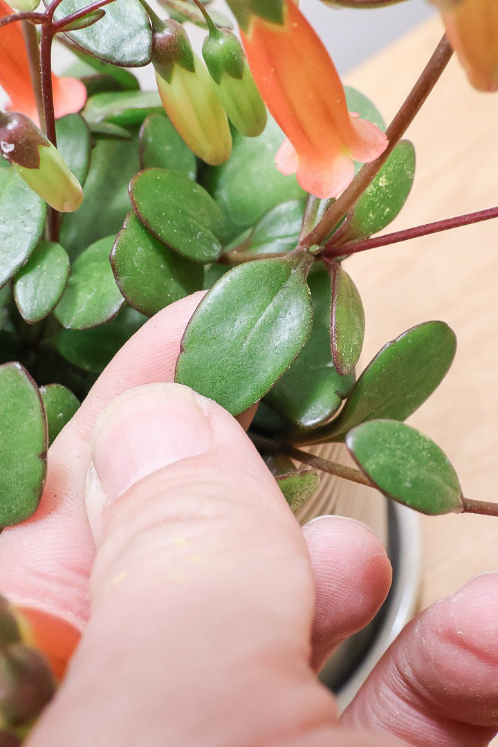 【カランコエ テッサ】APEGO初入荷！ランプ風のお花がかわいい♪オレンジとグリーンのコントラストもかわいすぎます！