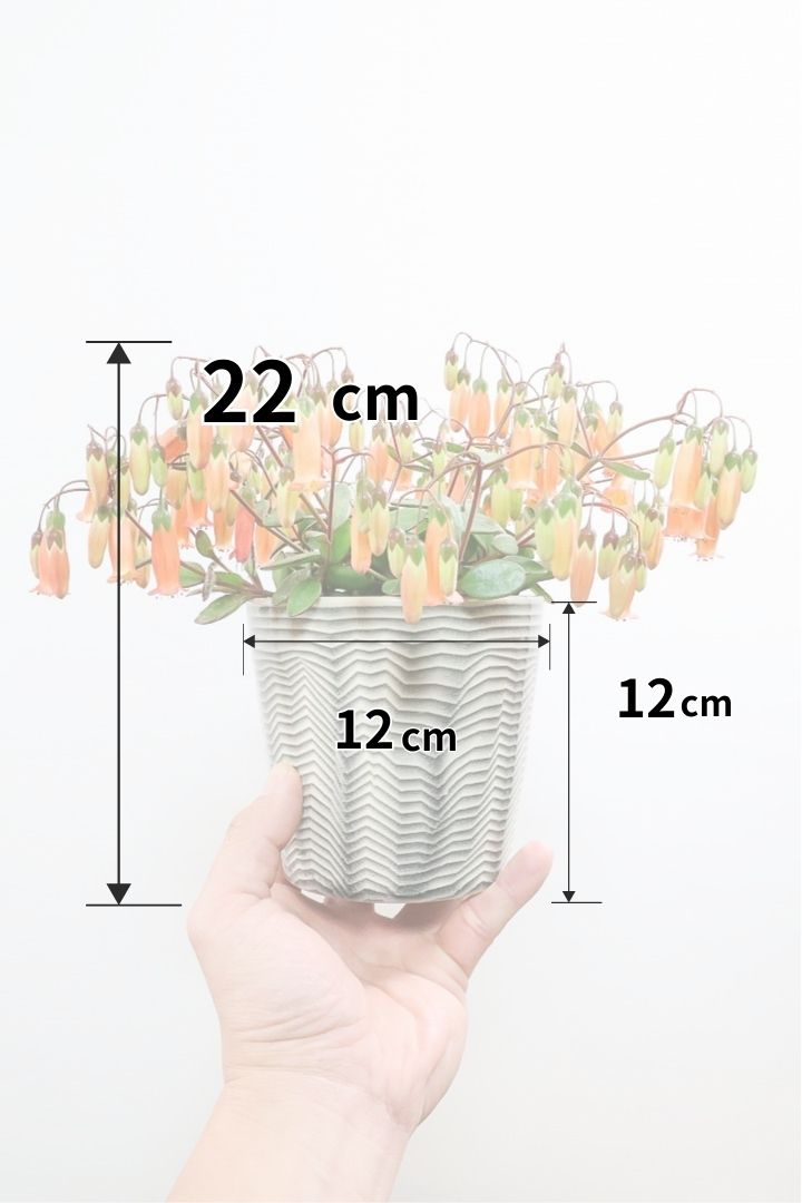 【カランコエ テッサ】APEGO初入荷！ランプ風のお花がかわいい♪オレンジとグリーンのコントラストもかわいすぎます！