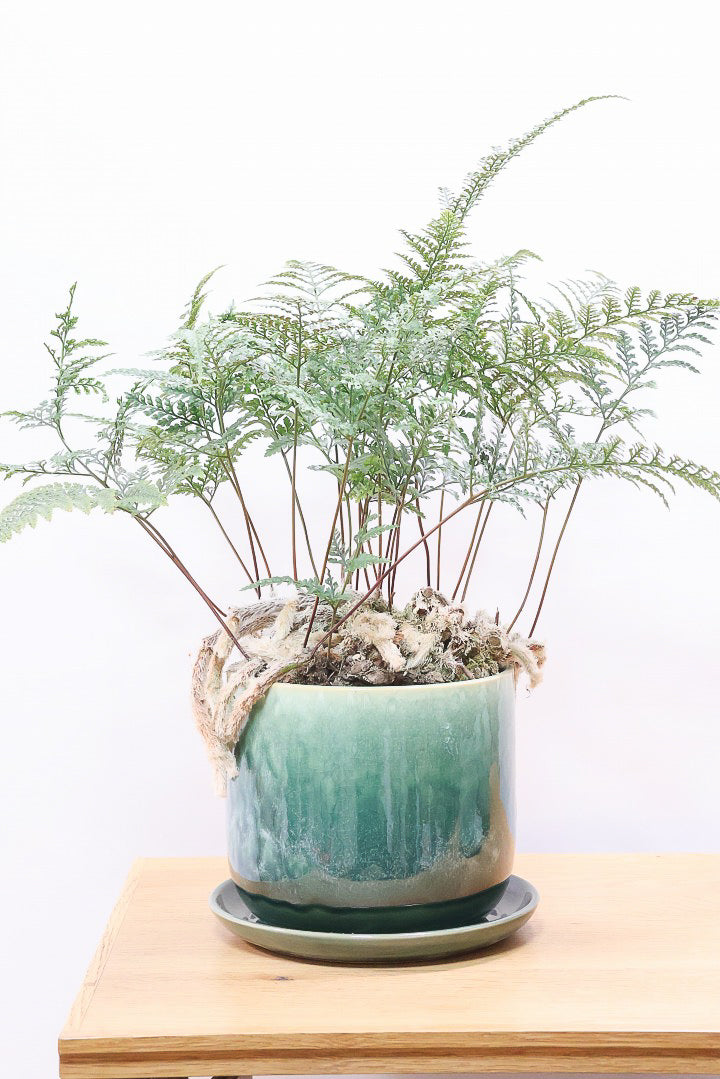 【シノブ】このサイズは今回がラスト！日陰に強い!そして触り心地がとても良い美しい葉です！白い根もたくさん出ていますよ！