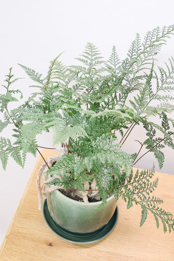 【シノブ】このサイズは今回がラスト！日陰に強い!そして触り心地がとても良い美しい葉です！白い根もたくさん出ていますよ！