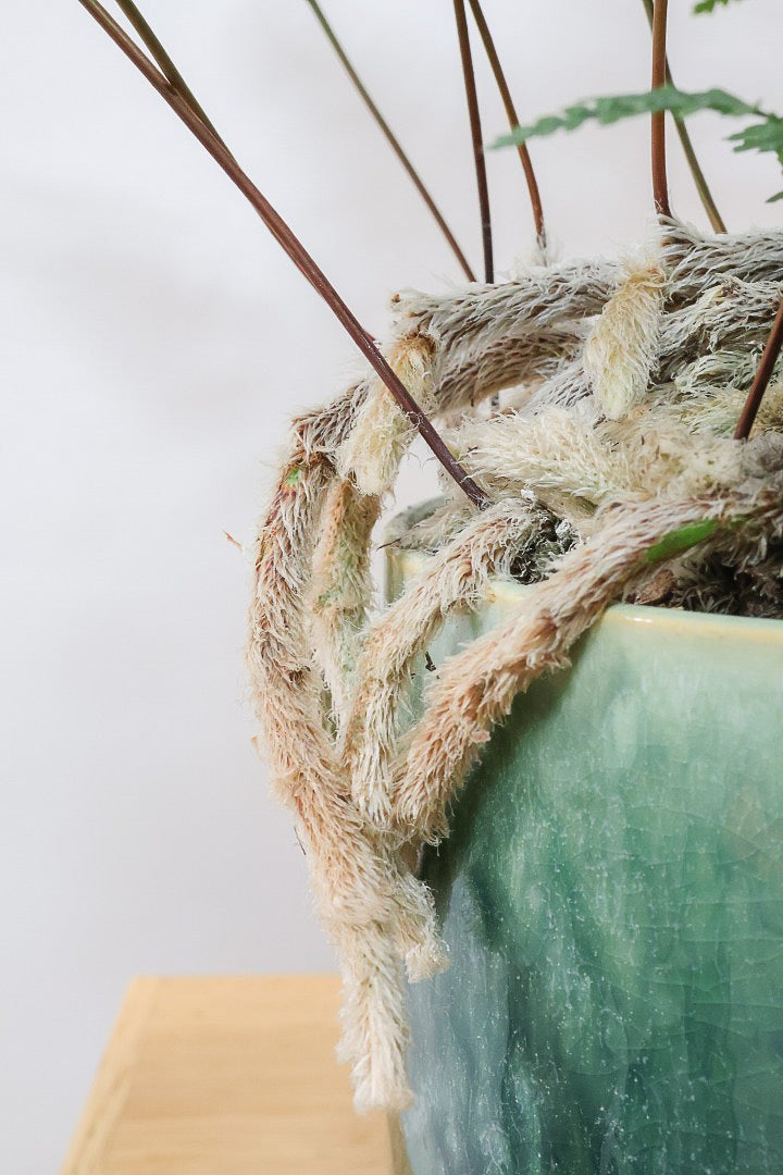 【シノブ】このサイズは今回がラスト！日陰に強い!そして触り心地がとても良い美しい葉です！白い根もたくさん出ていますよ！