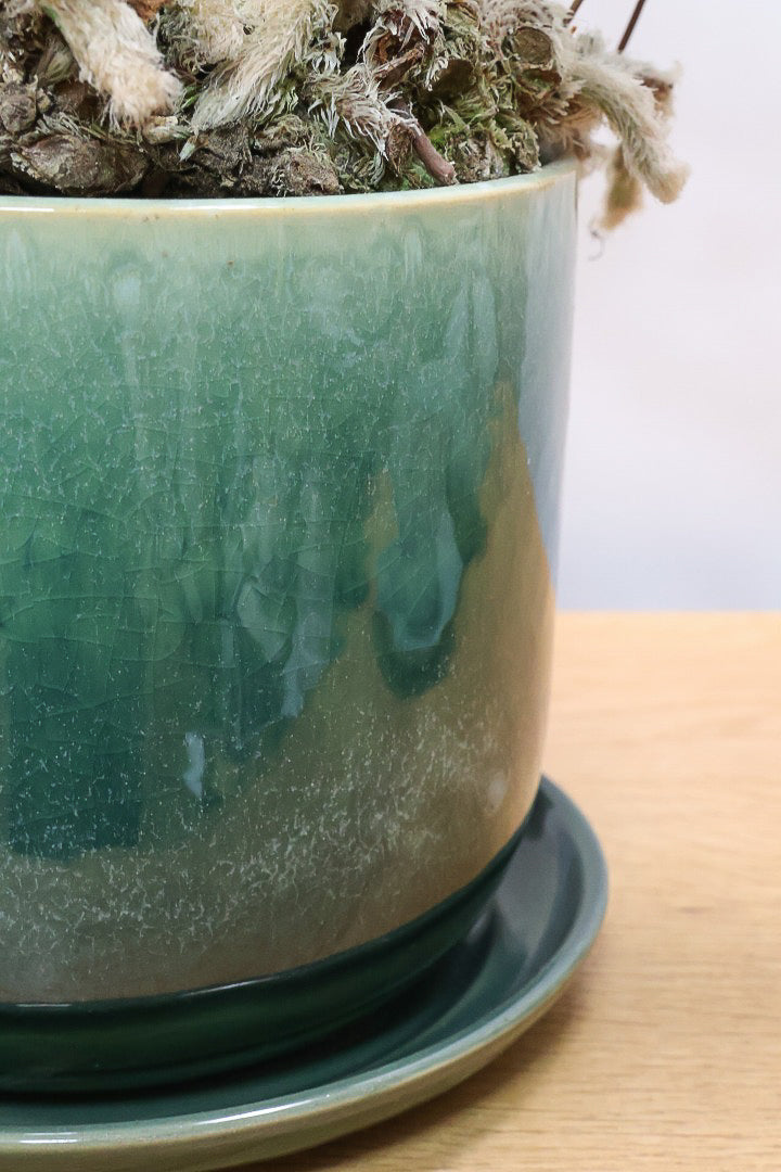 【シノブ】このサイズは今回がラスト！日陰に強い!そして触り心地がとても良い美しい葉です！白い根もたくさん出ていますよ！