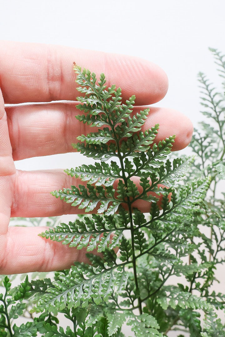 【シノブ】このサイズは今回がラスト！日陰に強い!そして触り心地がとても良い美しい葉です！白い根もたくさん出ていますよ！