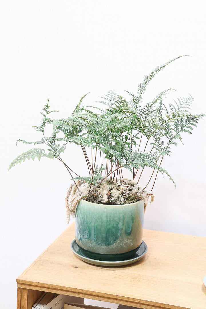 【シノブ】このサイズは今回がラスト！日陰に強い!そして触り心地がとても良い美しい葉です！白い根もたくさん出ていますよ！