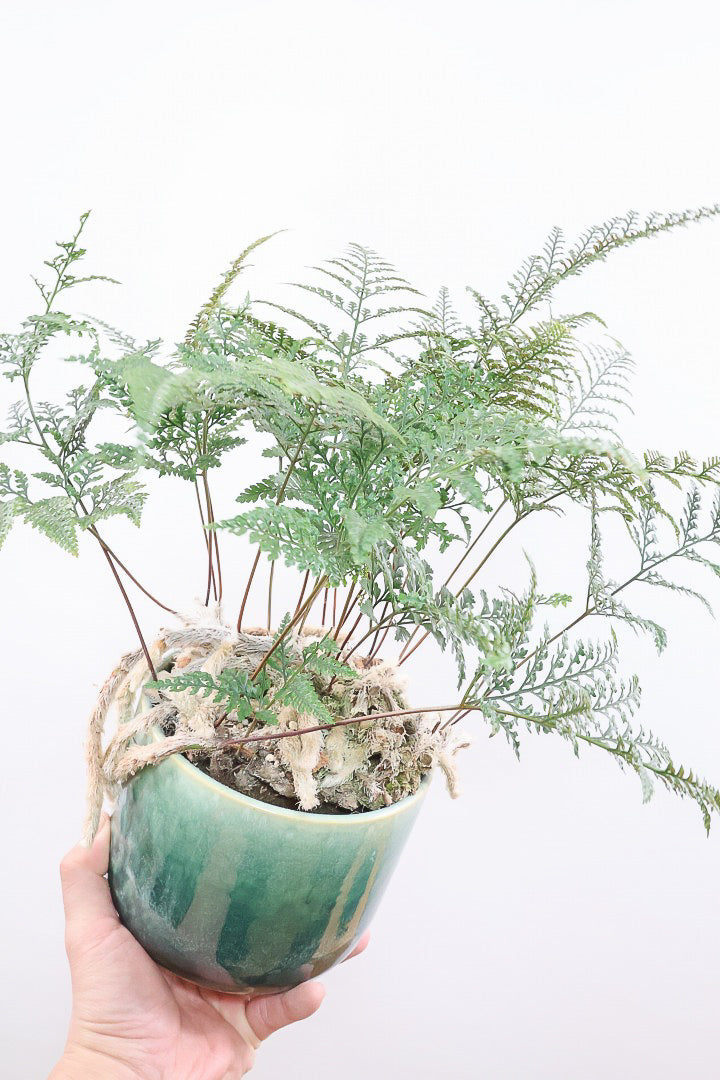 【シノブ】このサイズは今回がラスト！日陰に強い!そして触り心地がとても良い美しい葉です！白い根もたくさん出ていますよ！