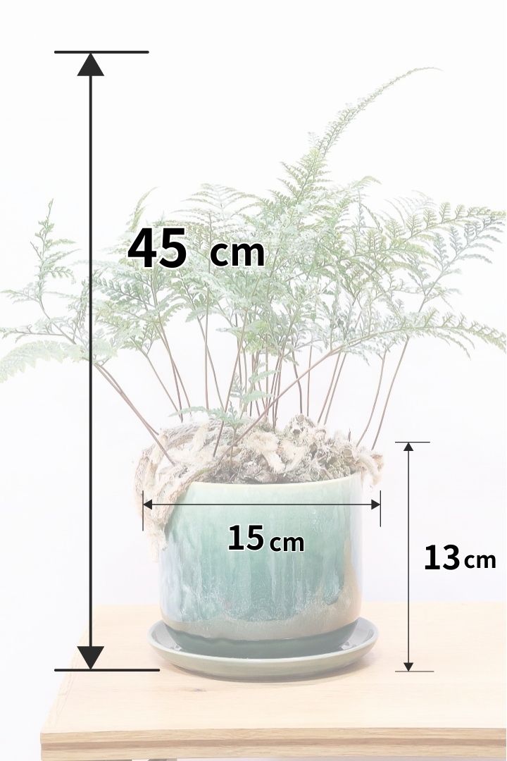 【シノブ】このサイズは今回がラスト！日陰に強い!そして触り心地がとても良い美しい葉です！白い根もたくさん出ていますよ！