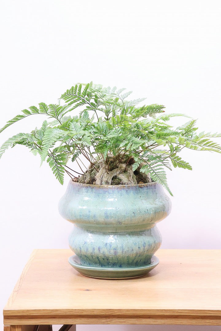 【シノブ】かわいいサイズ感！日陰に強い!そして触り心地がとても良い美しい葉です！白い根もたくさん出ていますよ！