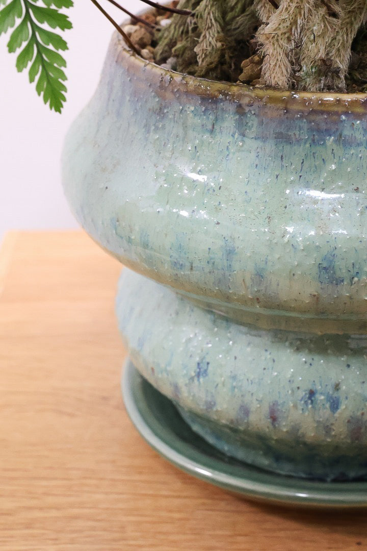 【シノブ】かわいいサイズ感！日陰に強い!そして触り心地がとても良い美しい葉です！白い根もたくさん出ていますよ！