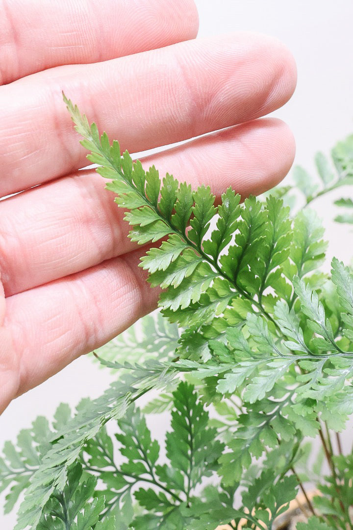 【シノブ】かわいいサイズ感！日陰に強い!そして触り心地がとても良い美しい葉です！白い根もたくさん出ていますよ！