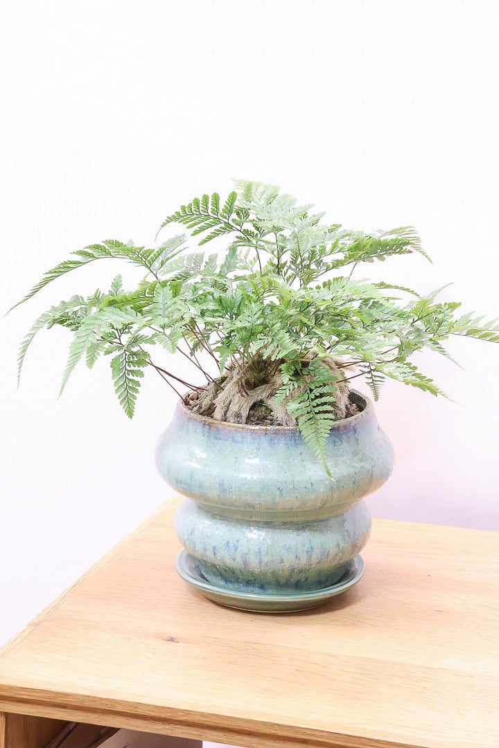 【シノブ】かわいいサイズ感！日陰に強い!そして触り心地がとても良い美しい葉です！白い根もたくさん出ていますよ！