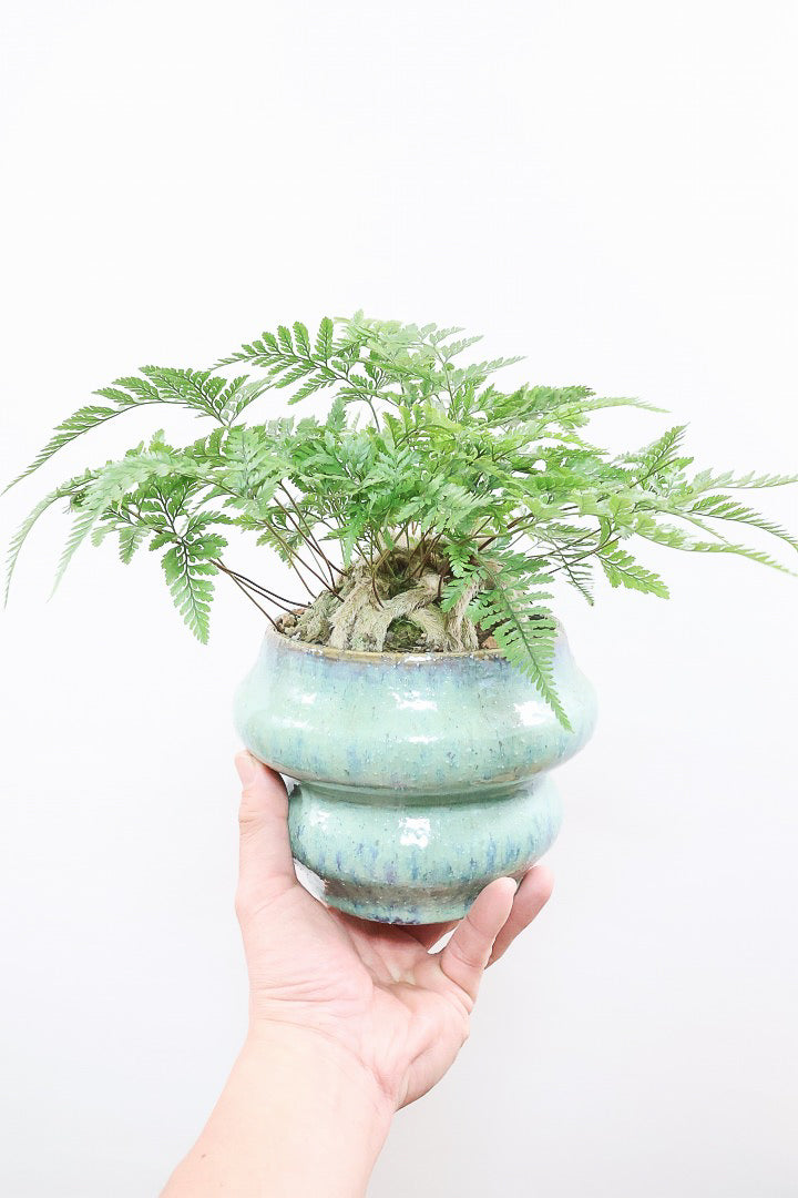 【シノブ】かわいいサイズ感！日陰に強い!そして触り心地がとても良い美しい葉です！白い根もたくさん出ていますよ！