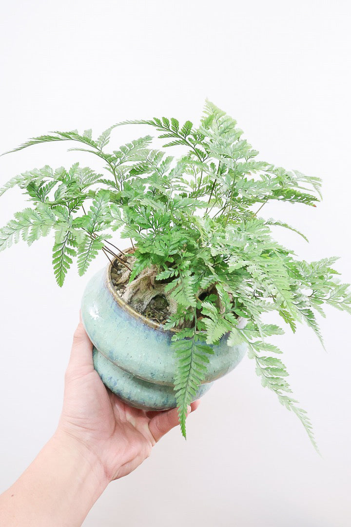 【シノブ】かわいいサイズ感！日陰に強い!そして触り心地がとても良い美しい葉です！白い根もたくさん出ていますよ！