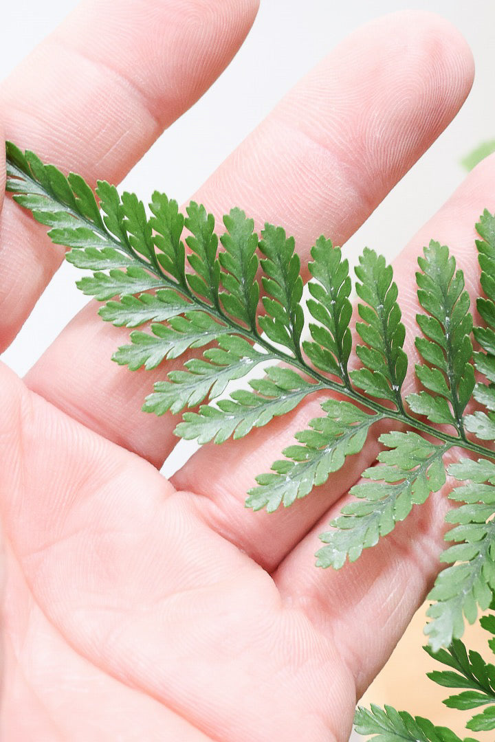 【シノブ】かわいいサイズ感！日陰に強い!そして触り心地がとても良い美しい葉です！白い根もたくさん出ていますよ！