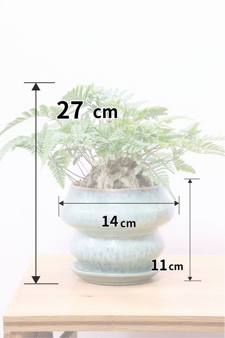 【シノブ】かわいいサイズ感！日陰に強い!そして触り心地がとても良い美しい葉です！白い根もたくさん出ていますよ！