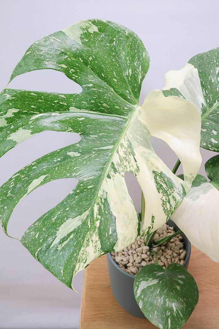 【モンステラ タイコンステレーション】渾身の一鉢！美斑が美しい素晴らしい個体です！おすすめ！