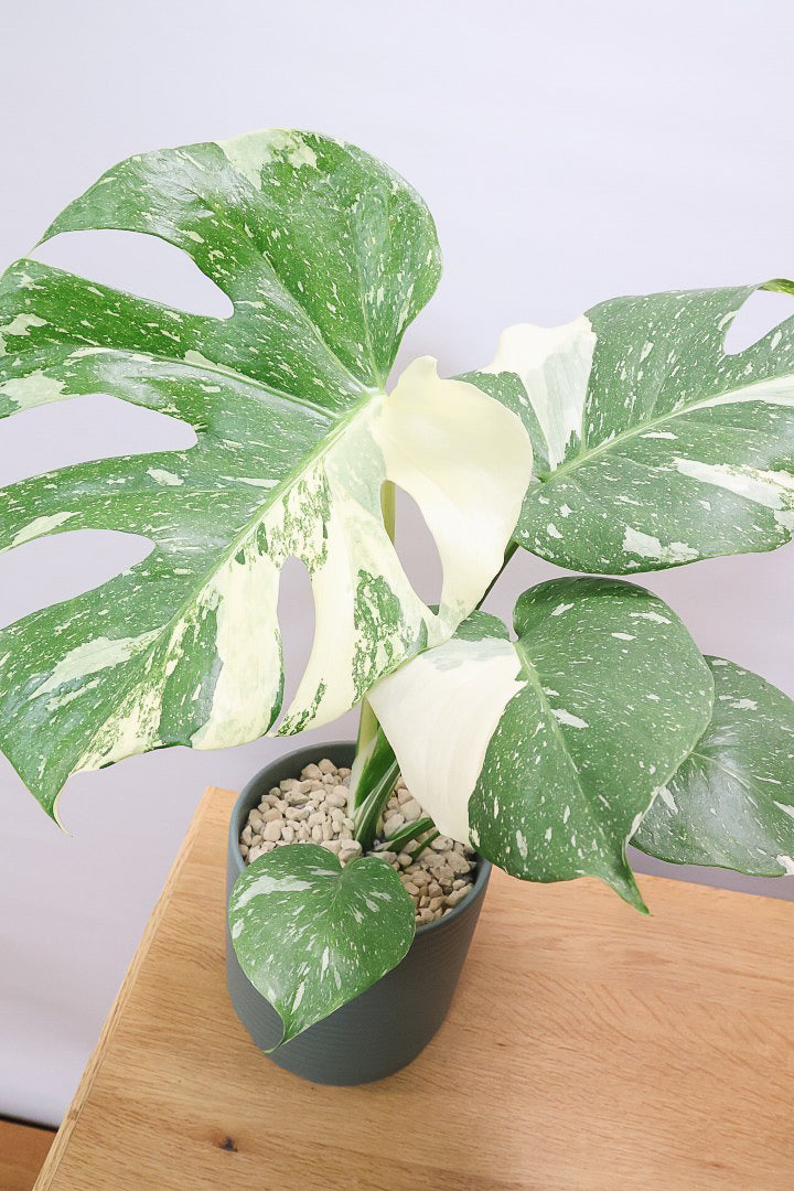 【モンステラ タイコンステレーション】渾身の一鉢！美斑が美しい素晴らしい個体です！おすすめ！