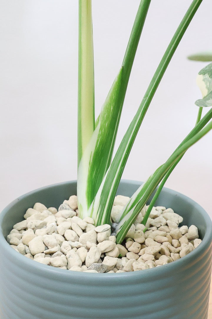 【モンステラ タイコンステレーション】渾身の一鉢！美斑が美しい素晴らしい個体です！おすすめ！