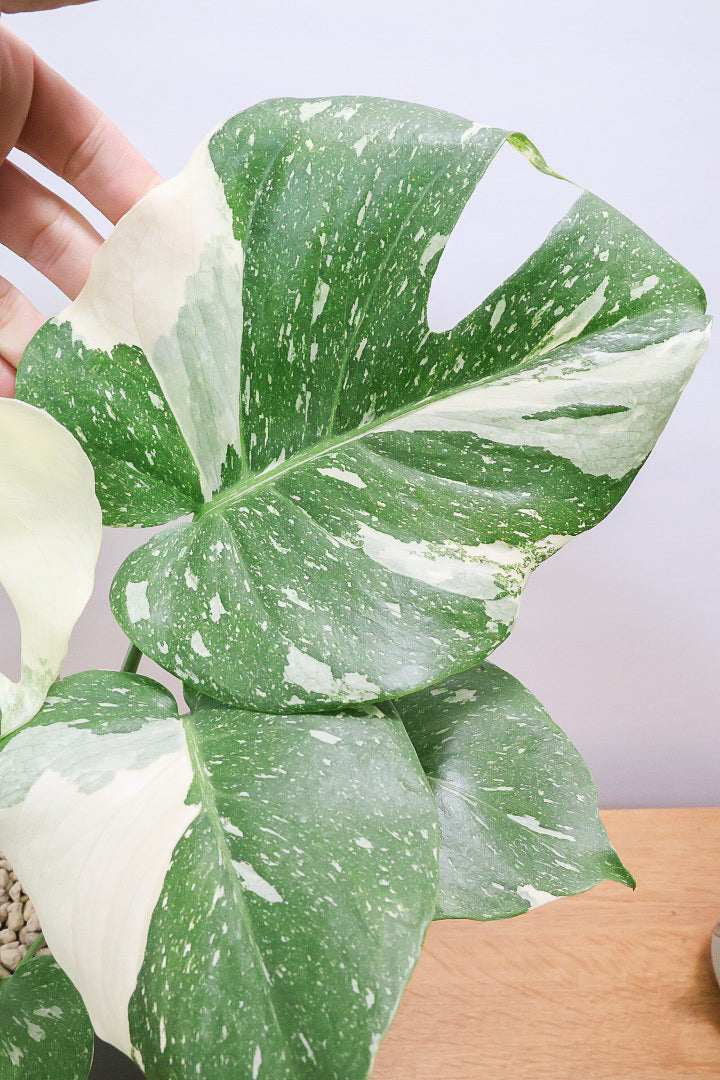 【モンステラ タイコンステレーション】渾身の一鉢！美斑が美しい素晴らしい個体です！おすすめ！