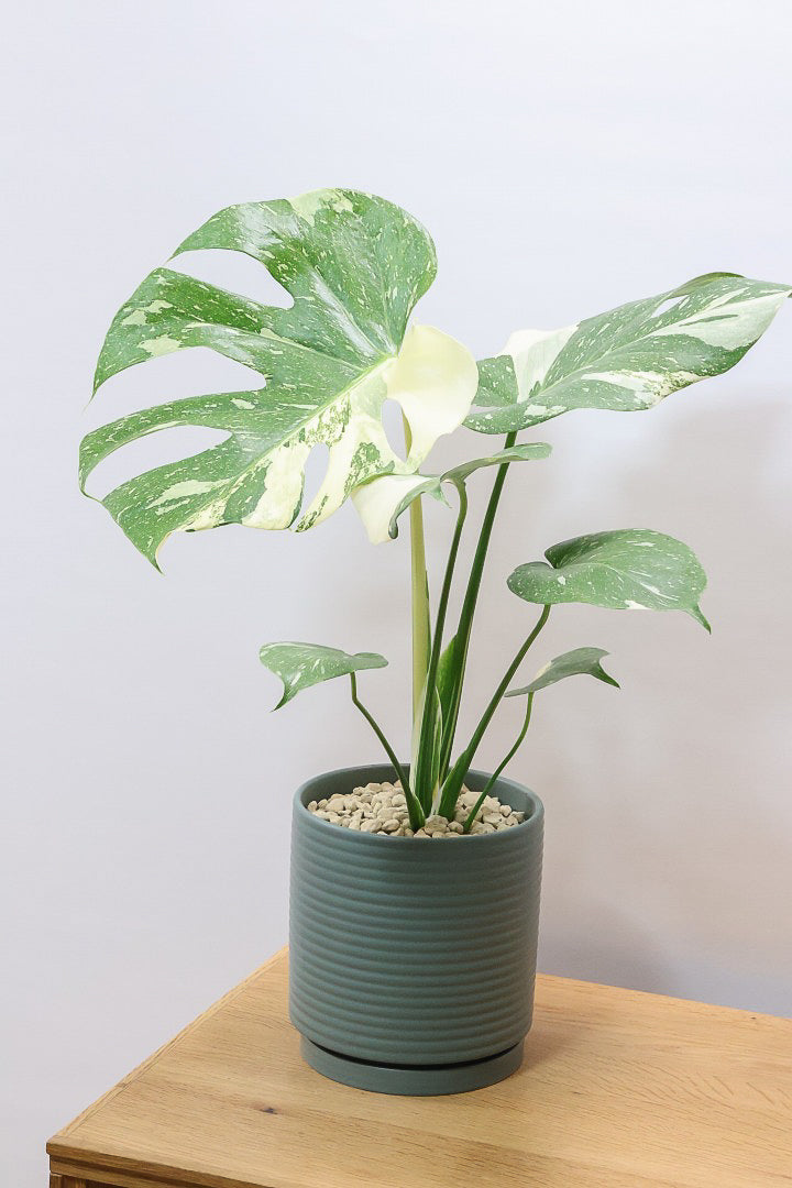 【モンステラ タイコンステレーション】渾身の一鉢！美斑が美しい素晴らしい個体です！おすすめ！