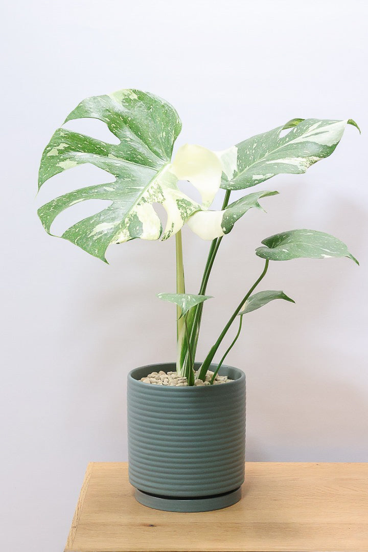 【モンステラ タイコンステレーション】渾身の一鉢！美斑が美しい素晴らしい個体です！おすすめ！