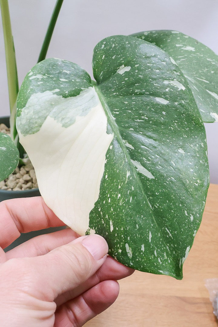 【モンステラ タイコンステレーション】渾身の一鉢！美斑が美しい素晴らしい個体です！おすすめ！