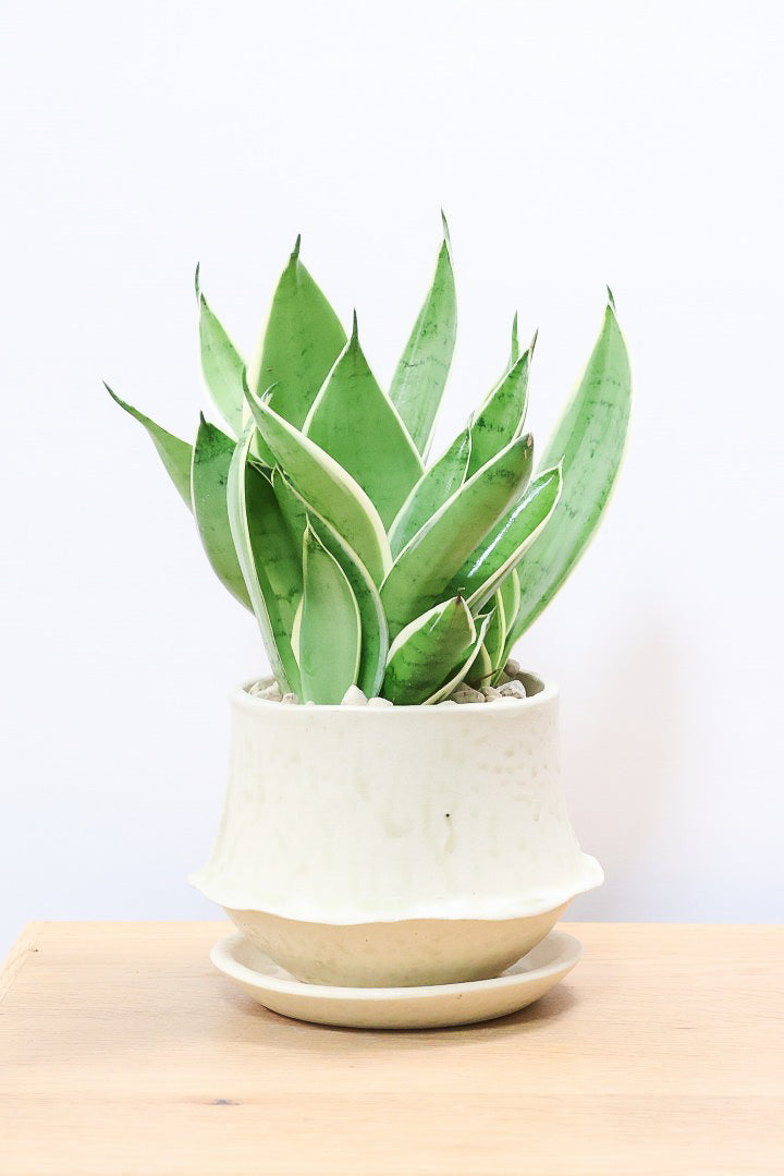 【サンスベリア ダイヤモンドハニー】甘い素敵な葉色！長い期間をかけて作られているので、ボリュームがあります