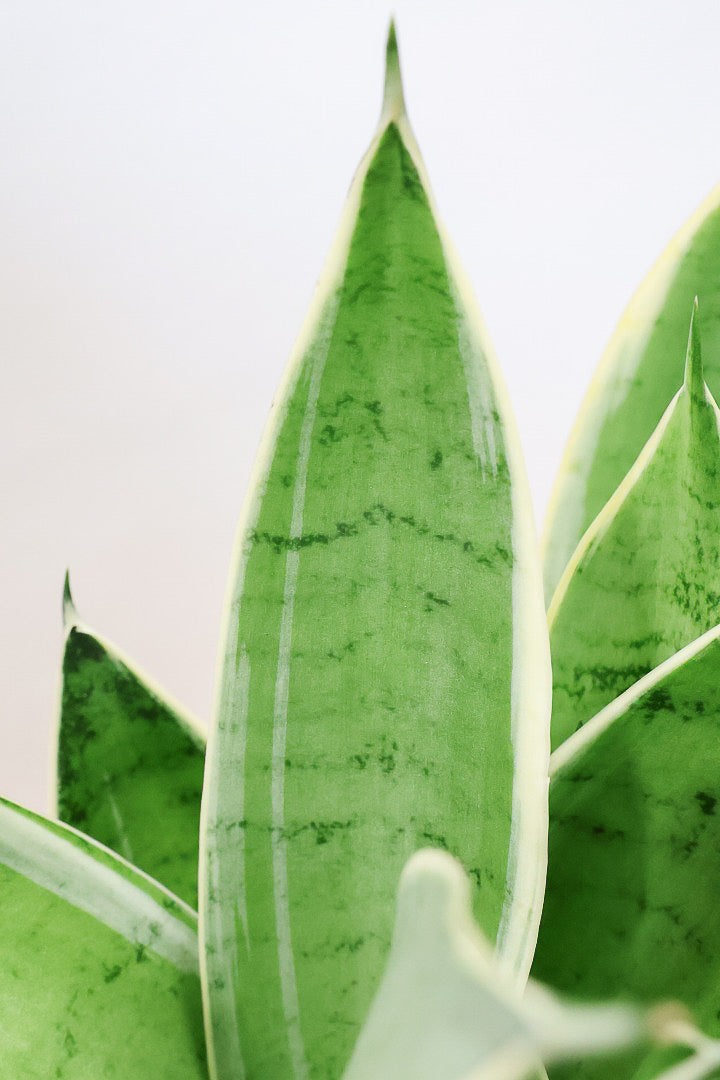 【サンスベリア ダイヤモンドハニー】甘い素敵な葉色！長い期間をかけて作られているので、ボリュームがあります