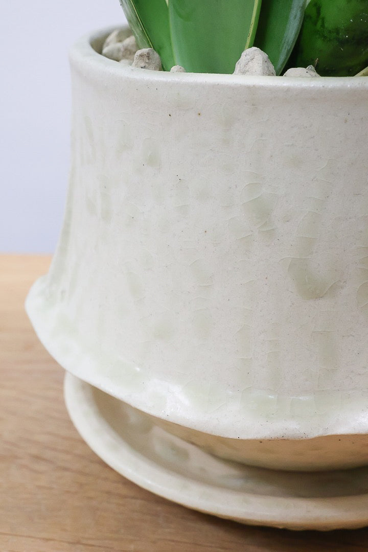 【サンスベリア ダイヤモンドハニー】甘い素敵な葉色！長い期間をかけて作られているので、ボリュームがあります