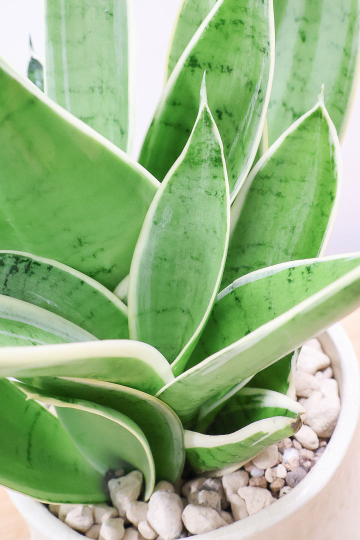 【サンスベリア ダイヤモンドハニー】甘い素敵な葉色！長い期間をかけて作られているので、ボリュームがあります