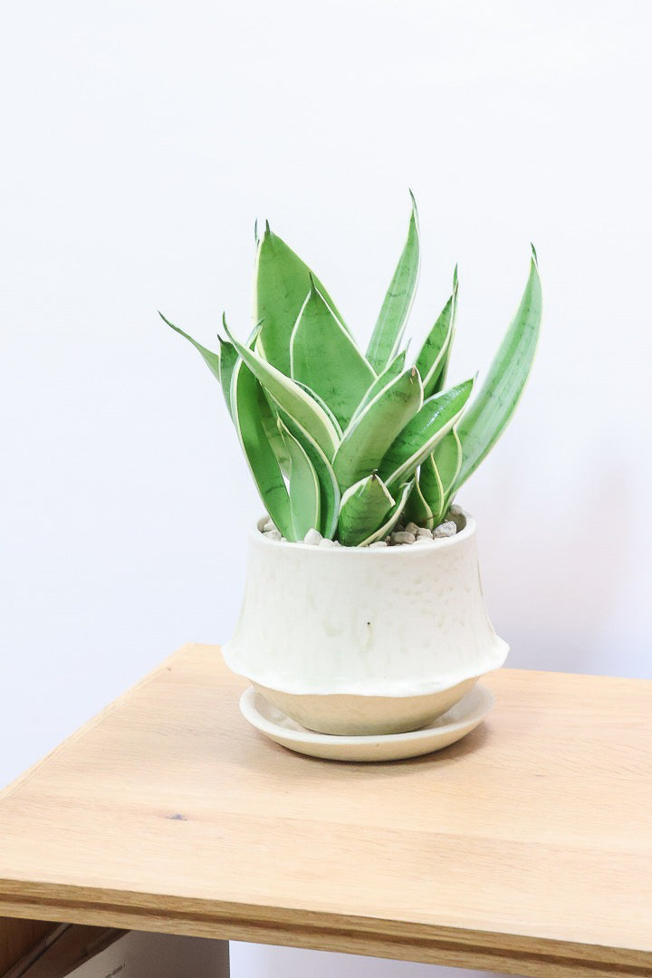 【サンスベリア ダイヤモンドハニー】甘い素敵な葉色！長い期間をかけて作られているので、ボリュームがあります