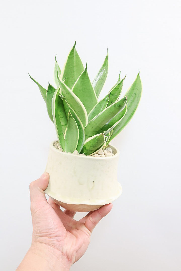 【サンスベリア ダイヤモンドハニー】甘い素敵な葉色！長い期間をかけて作られているので、ボリュームがあります