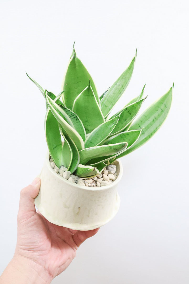 【サンスベリア ダイヤモンドハニー】甘い素敵な葉色！長い期間をかけて作られているので、ボリュームがあります