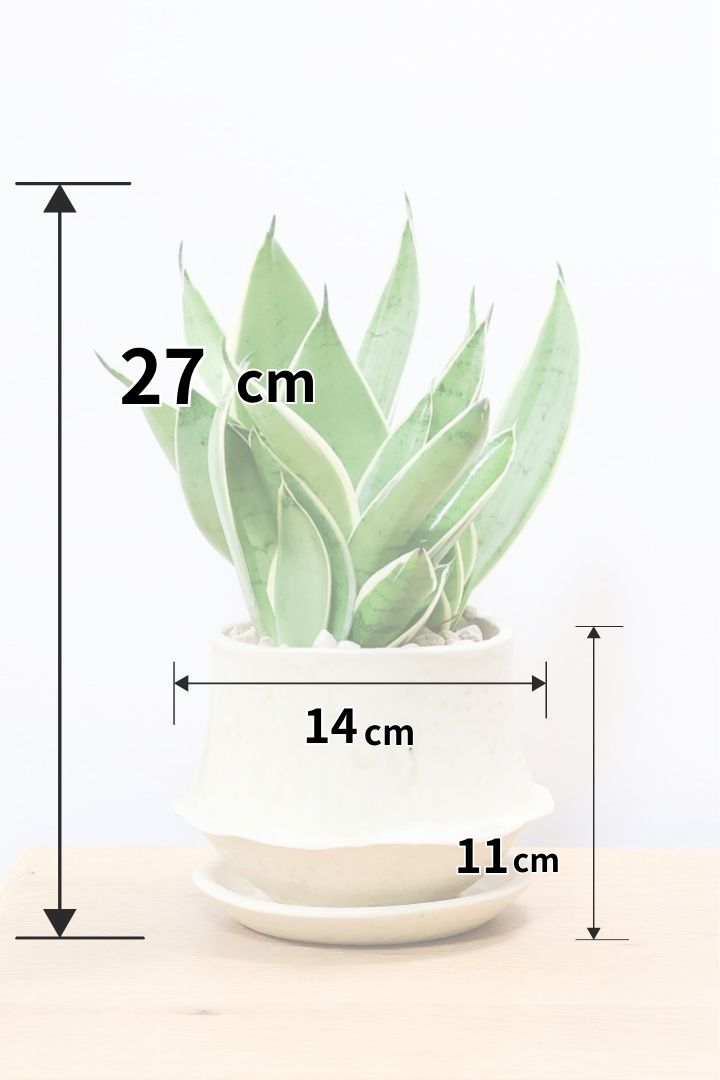 【サンスベリア ダイヤモンドハニー】甘い素敵な葉色！長い期間をかけて作られているので、ボリュームがあります