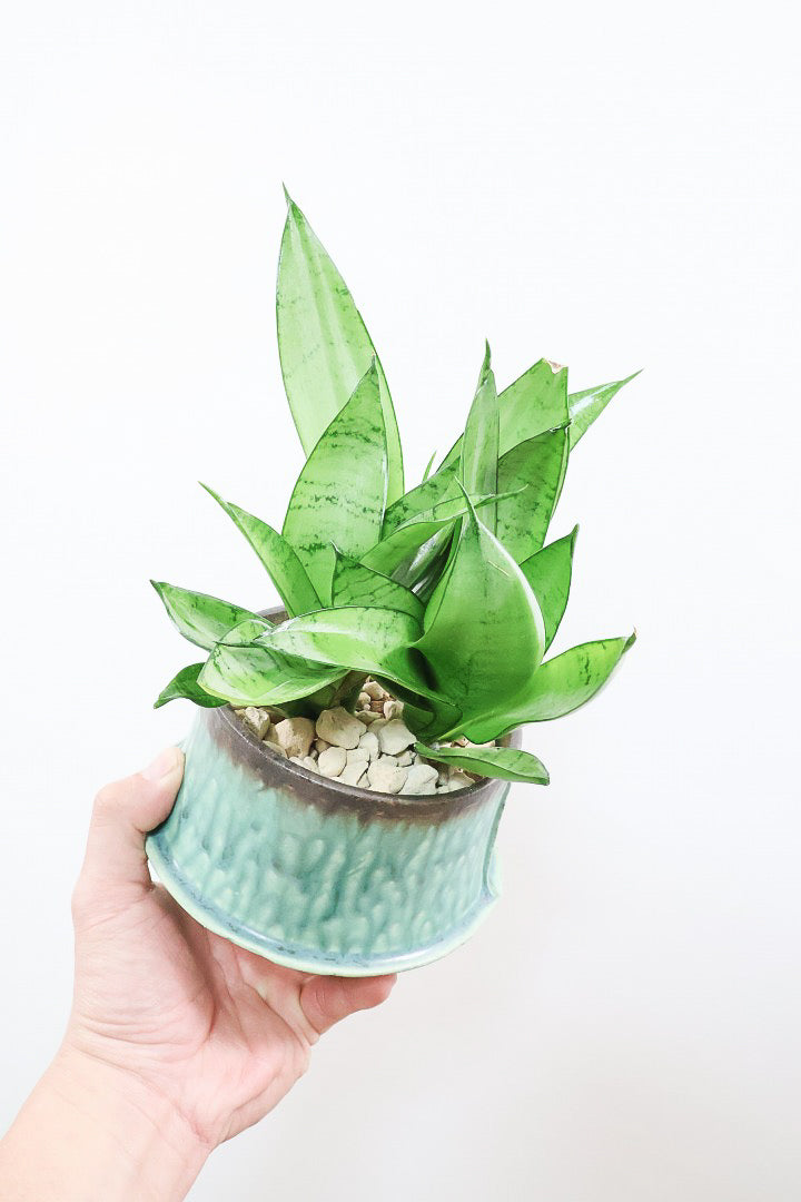 【サンスベリア シルバーハニー】少しグリーンを帯びたシルバーの葉色！長い期間をかけて作られているので、ボリュームがあります