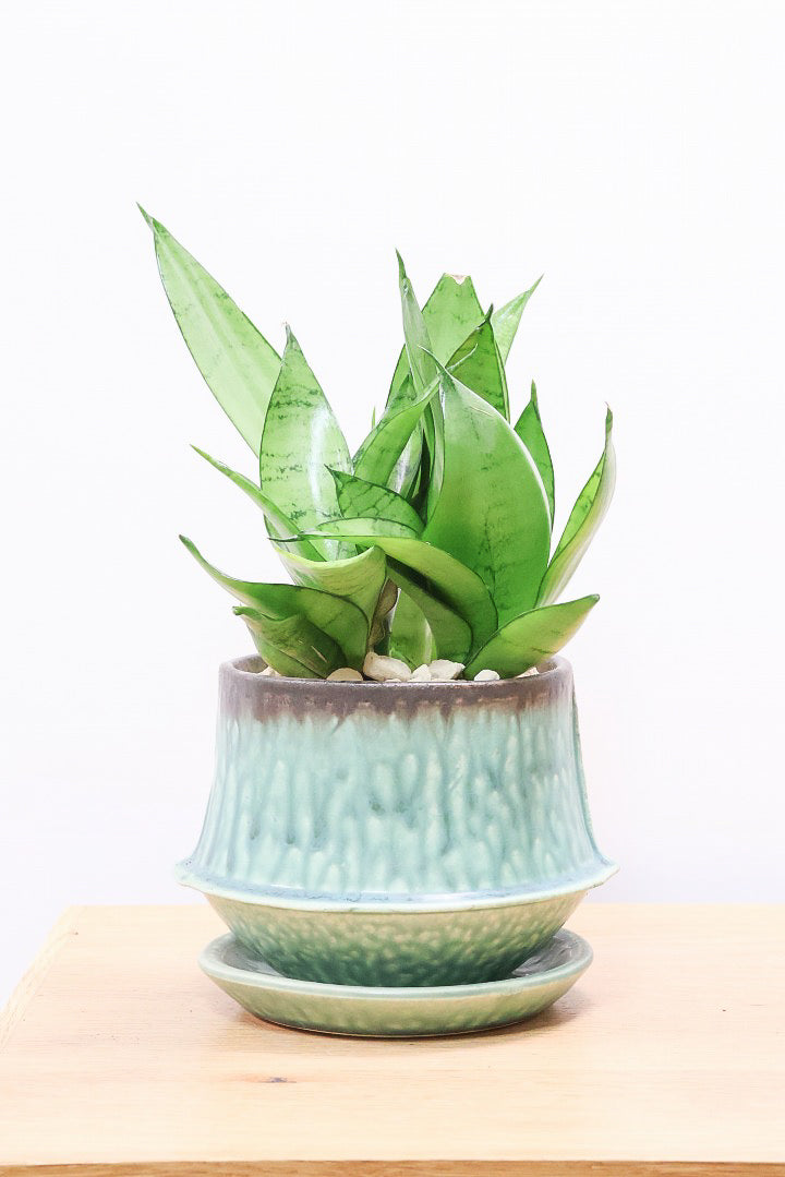 【サンスベリア シルバーハニー】少しグリーンを帯びたシルバーの葉色！長い期間をかけて作られているので、ボリュームがあります