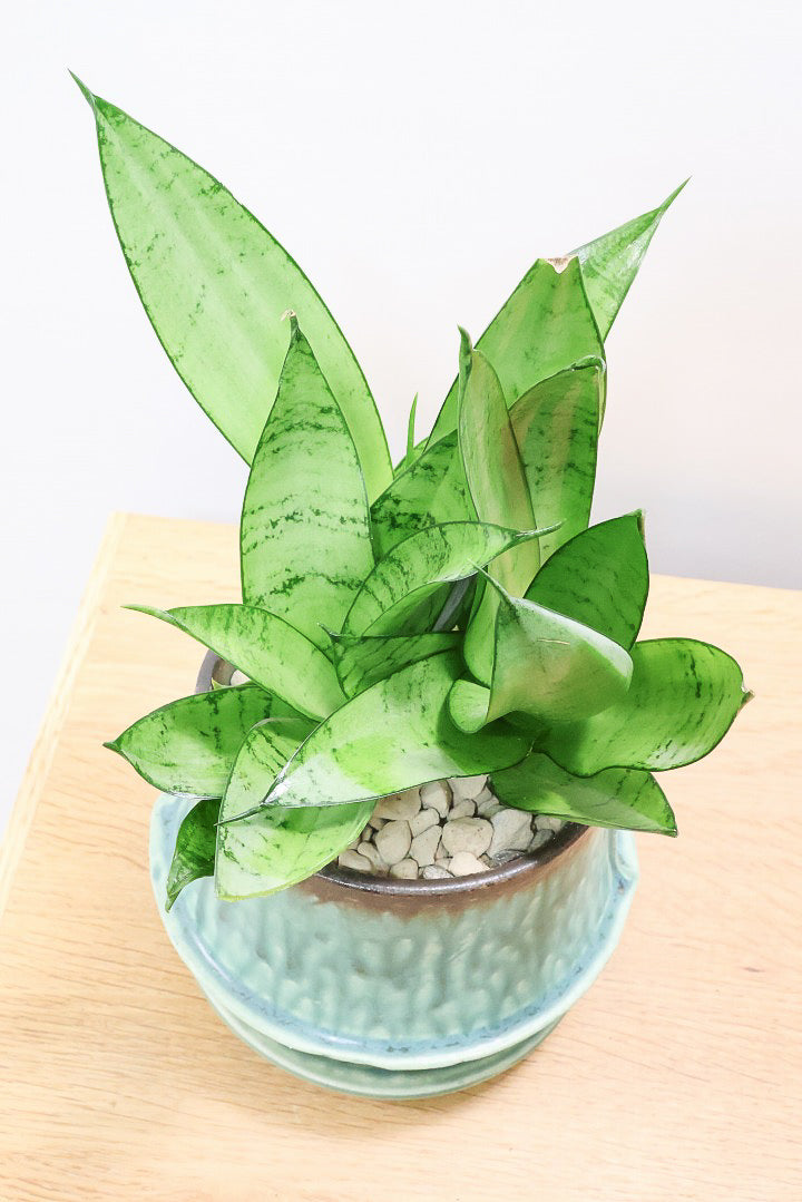 【サンスベリア シルバーハニー】少しグリーンを帯びたシルバーの葉色！長い期間をかけて作られているので、ボリュームがあります