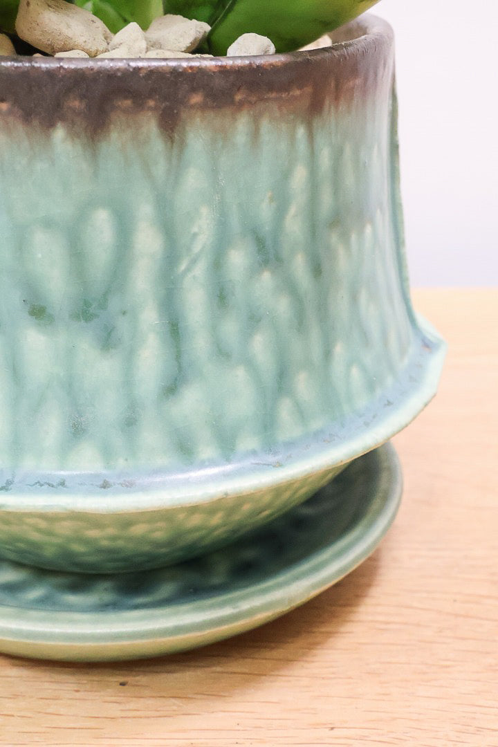 【サンスベリア シルバーハニー】少しグリーンを帯びたシルバーの葉色！長い期間をかけて作られているので、ボリュームがあります