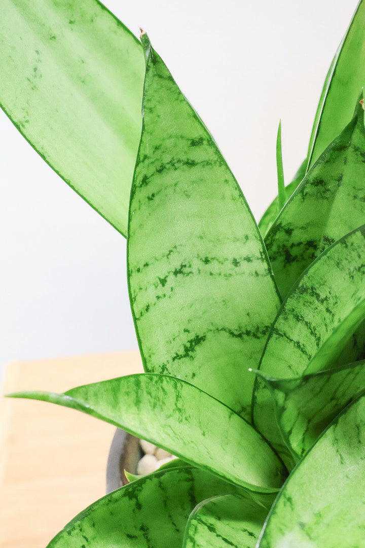 【サンスベリア シルバーハニー】少しグリーンを帯びたシルバーの葉色！長い期間をかけて作られているので、ボリュームがあります