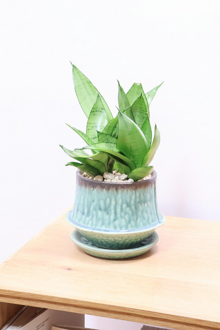 【サンスベリア シルバーハニー】少しグリーンを帯びたシルバーの葉色！長い期間をかけて作られているので、ボリュームがあります